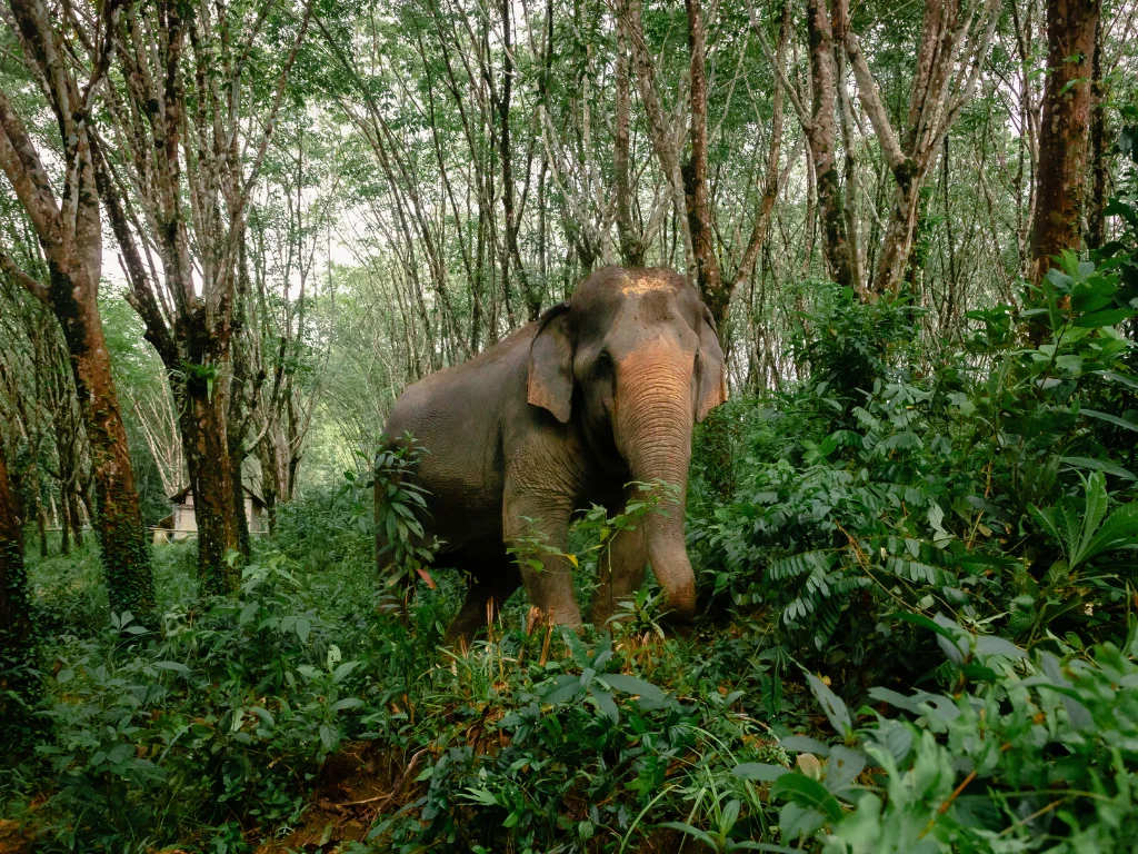 Elephant roaming freely without tourist interaction