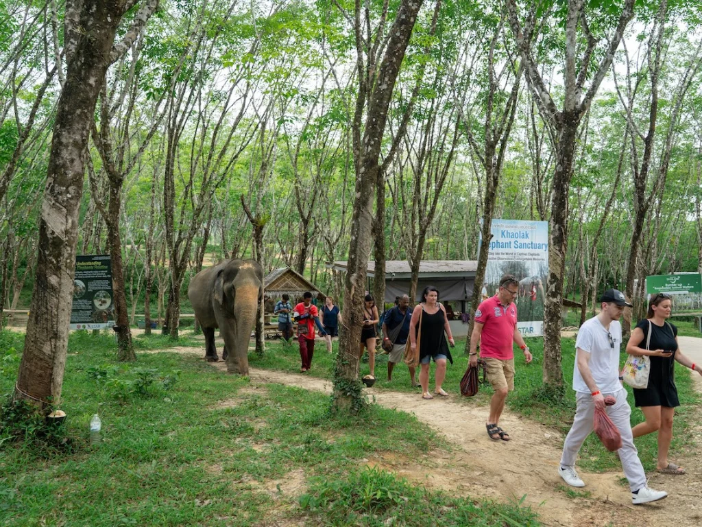 Khao Lak Elephant Sanctuary Guided Tour