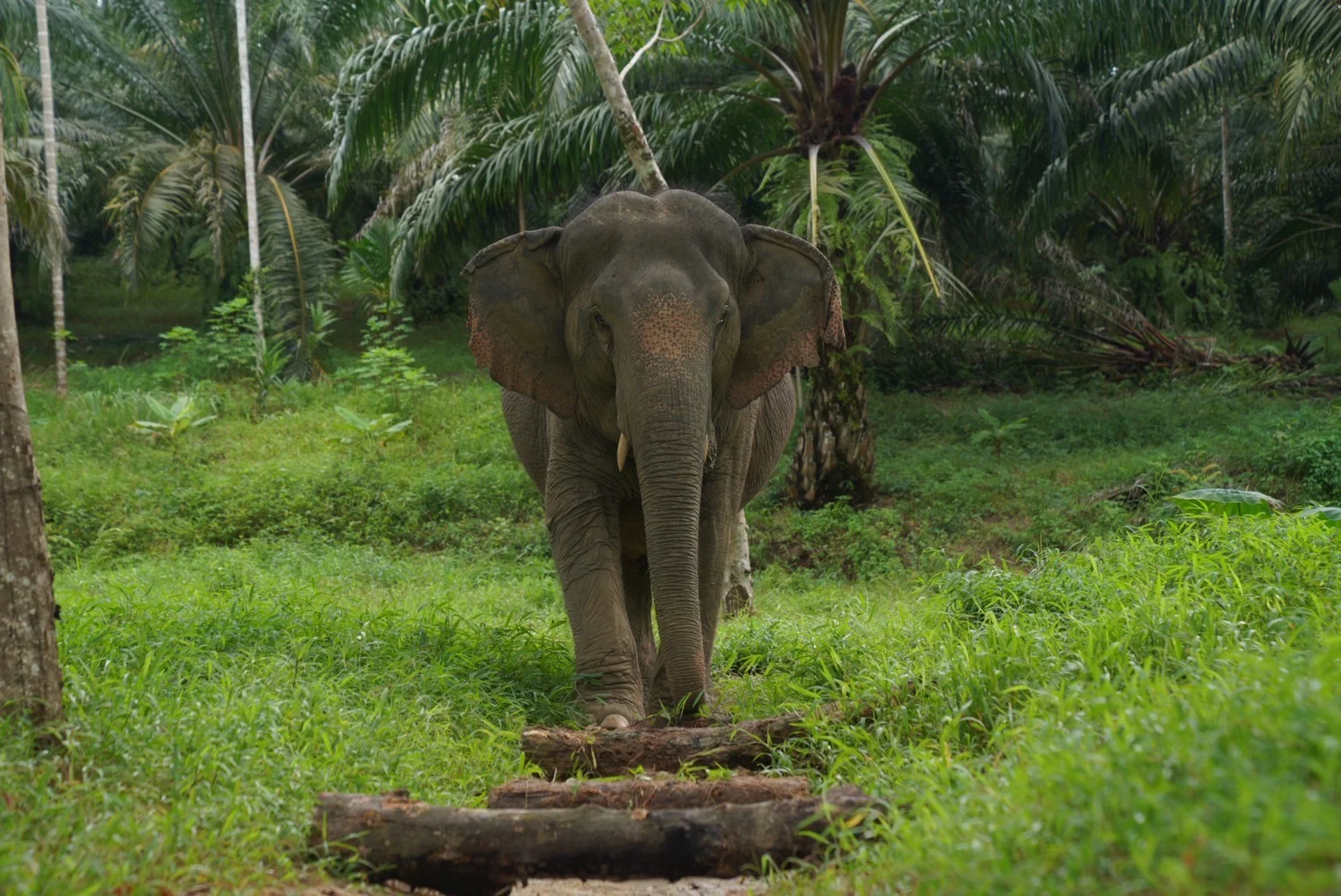 Elephants enjoying enrichment in natural habitat