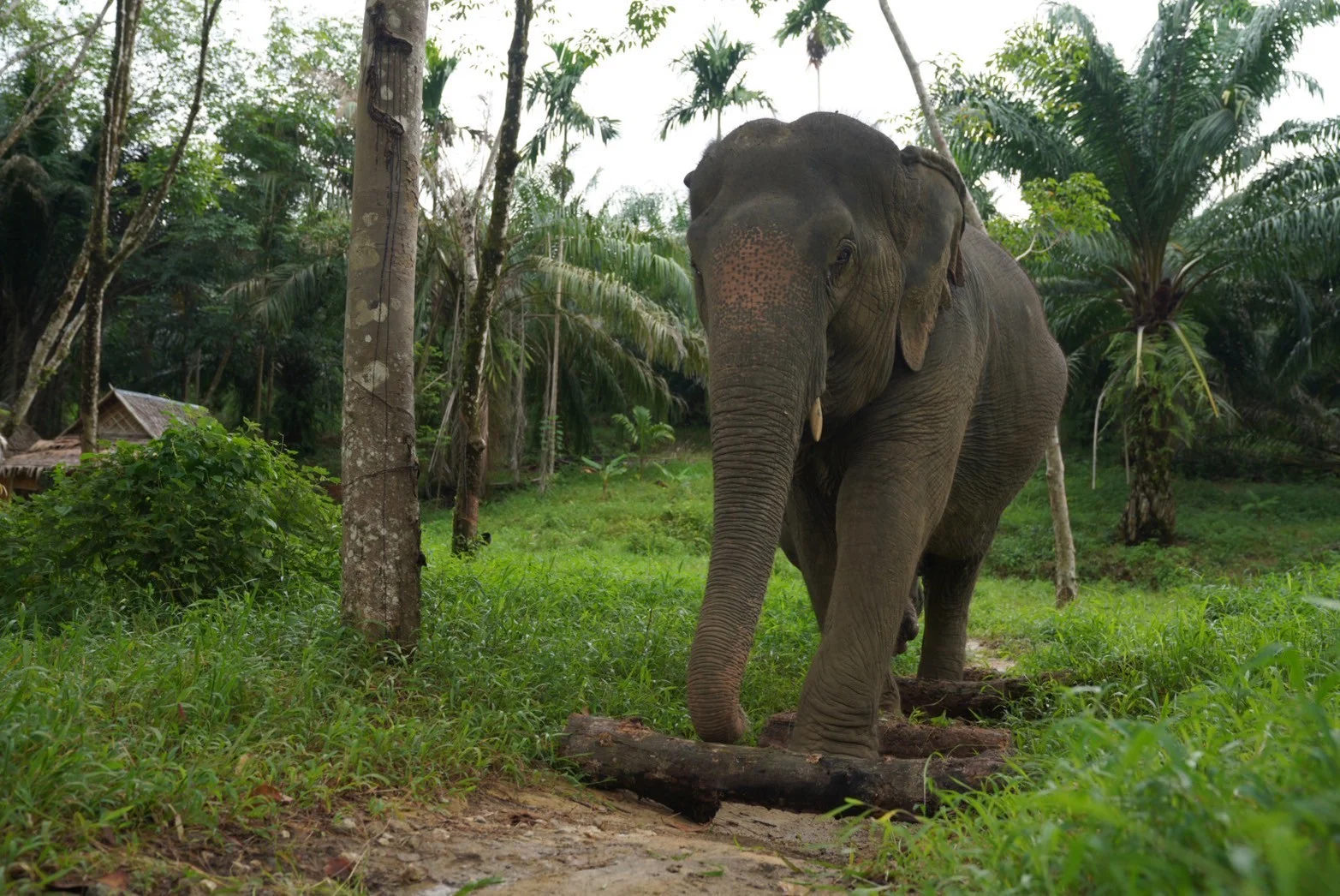 Gentle Giants
