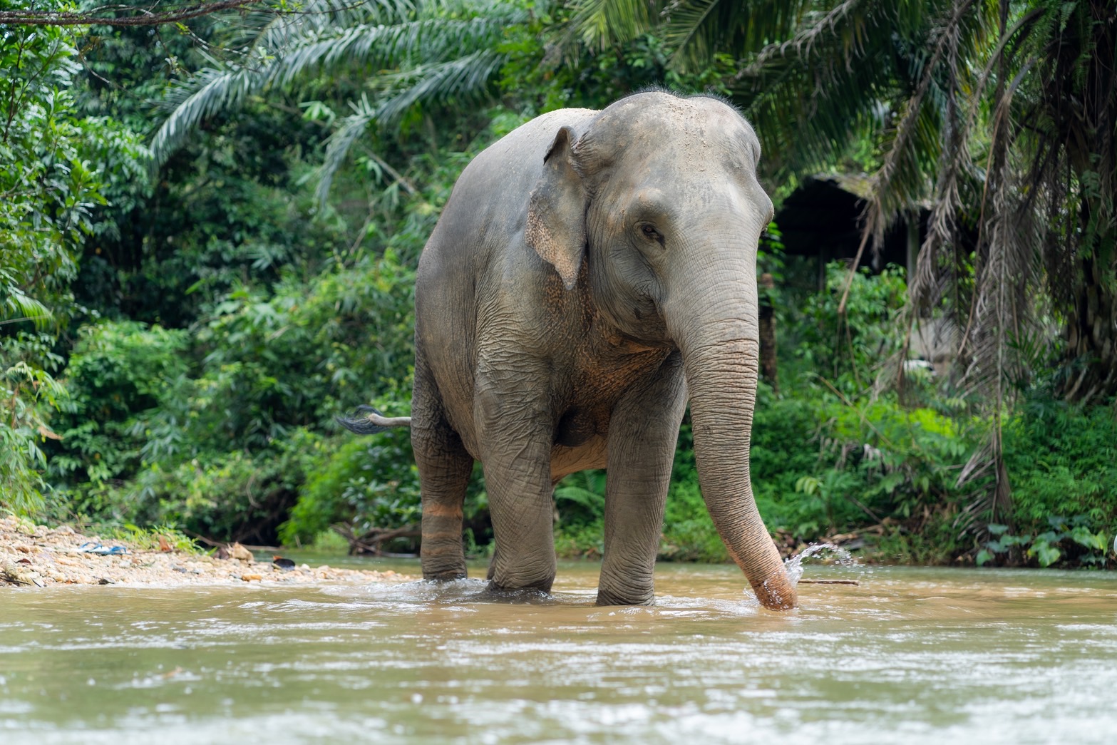 Elephant Enrichment